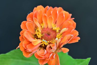 Calendula 'nın turuncu çiçeği, yakın plan, seçici odak