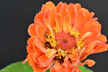 Calendula 'nın turuncu çiçeği, yakın plan, seçici odak