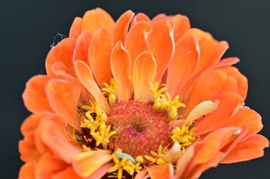 Calendula 'nın turuncu çiçeği, yakın plan, seçici odak