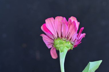 Kapatın güzel yıldız çiçeğini