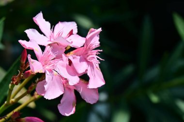 Bahçede yetişen pembe çiçeklere yakın.