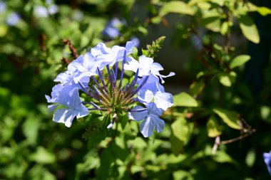Bahçede büyüyen güzel çiçekler.