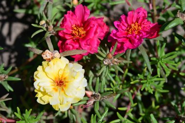 Bahçede büyüyen güzel çiçekler.