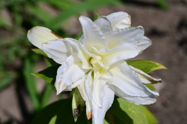 Bahçedeki güzel zambak çiçekleri