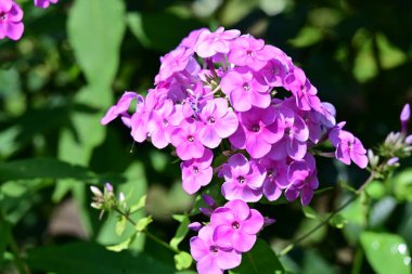 Bahçede yetişen pembe çiçeklere yakın.