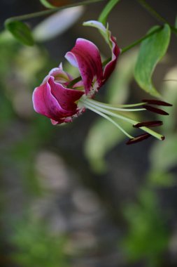Bahçede yetişen pembe çiçeklere yakın.