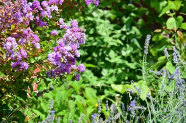 Bahçedeki güzel mor çiçekler