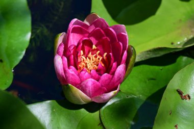 Gölette güzel nilüfer çiçeği 