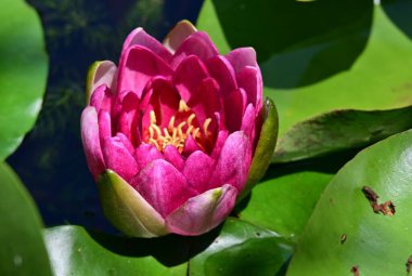 Gölette güzel nilüfer çiçeği 