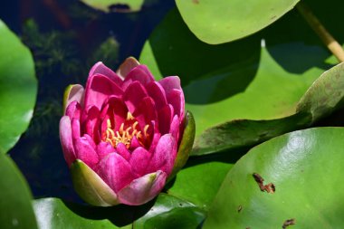 Gölette güzel nilüfer çiçeği 