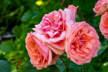 Bahçede açan güzel pembe gül çiçeklerinin yakın görüntüsü.                      