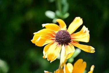 Güzel sarı çiçek bahçesinde yakın çekim