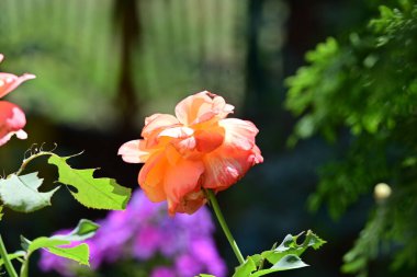 Bahçede yeşil bir arka planda yükseldi