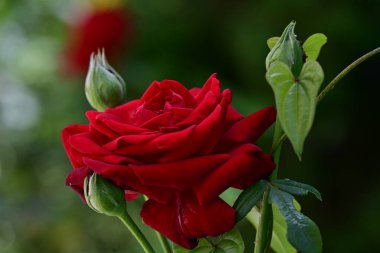 Bahçede kırmızı gül, yakın yukarı