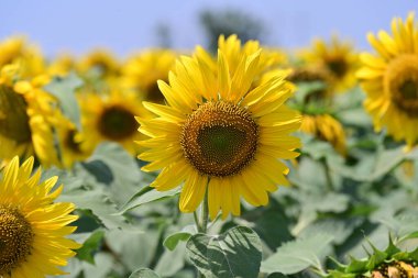 Yazın güneşli bir günde ayçiçeği tarlası