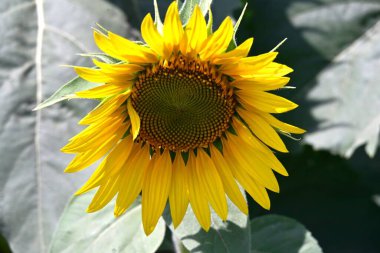 Ayçiçekleri güneşli yaz gününde tarlada