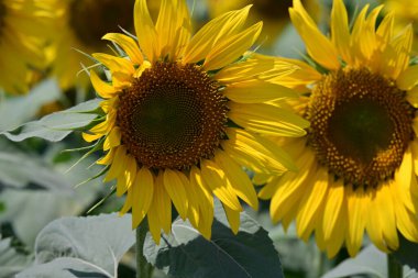 Ayçiçekleri güneşli yaz gününde tarlada