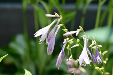 Bahçedeki pembe çiçekleri kapat.