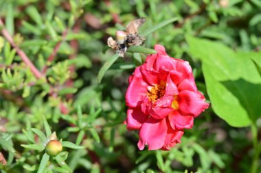 Bahçedeki pembe çiçekleri kapat.