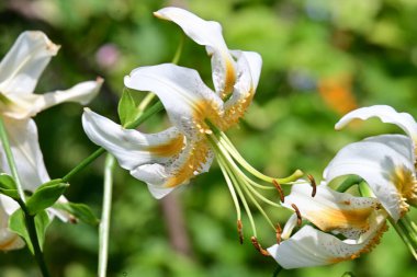 Bahçede büyüyen güzel çiçekler.