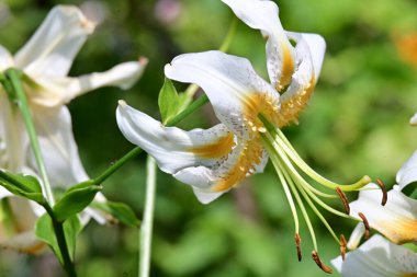 Bahçede büyüyen güzel çiçekler.