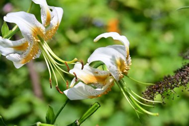 Bahçede büyüyen güzel çiçekler.
