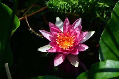 Bahçedeki güzel nilüfer çiçeği