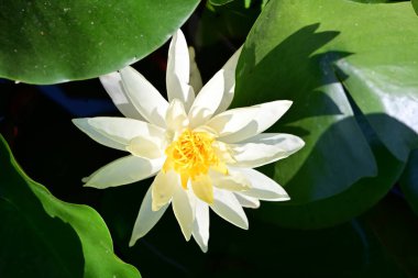 Bahçedeki güzel beyaz nilüfer çiçeği