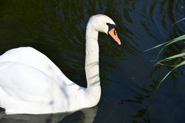 Gölde güzel bir kuğu