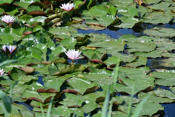 Göl manzaralı nilüfer çiçekleri 