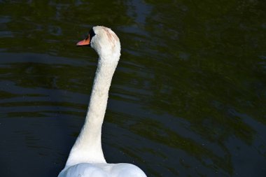 Su yüzeyinde yüzen beyaz kuğu..