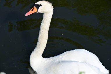 Gölette beyaz kuğu