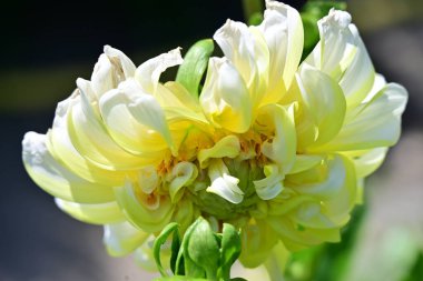 Güzel sarı çiçek bahçesinde yakın çekim