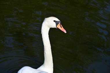 Gölde güzel beyaz bir kuğu 