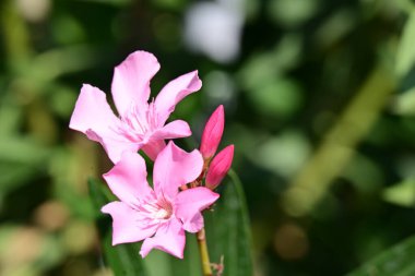 Bahçedeki pembe çiçekleri kapat.