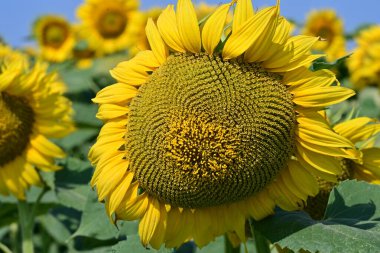 Yazın açan ayçiçeklerinin güzel tarlası 
