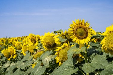 Yazın açan ayçiçeklerinin güzel tarlası 