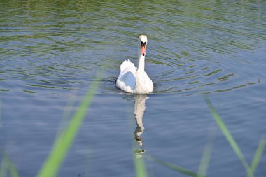 Gölde güzel beyaz bir kuğu 