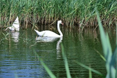 Gölde beyaz kuğular