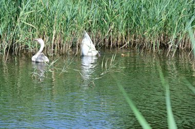 Gölde beyaz kuğular