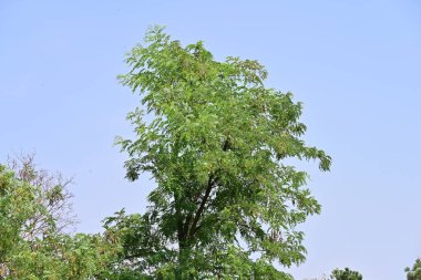Dağ ormanında yeşil ağaçlar