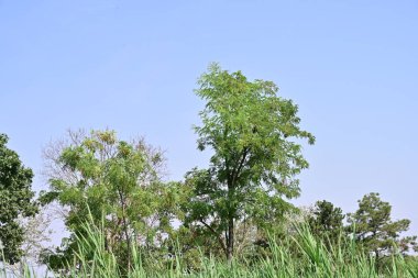 Dağ ormanında yeşil ağaçlar