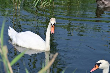 Parktaki gölde bir kuğu 