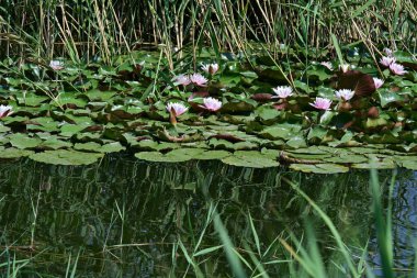 Gölette güzel nilüfer çiçekleri