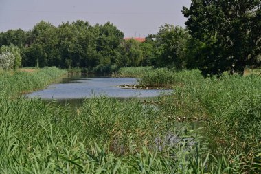 Kırsalda küçük bir göl