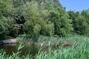 Dağ ormanında yeşil ağaçlar