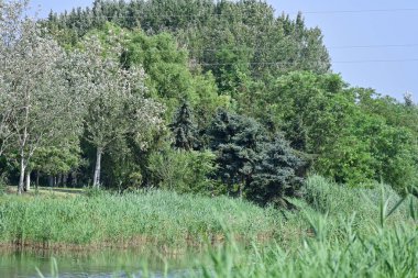Dağ ormanında yeşil ağaçlar