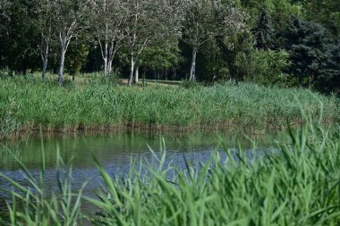 Dağ ormanında yeşil ağaçlar