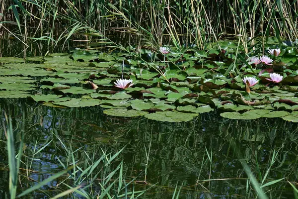 Gölette güzel nilüfer çiçekleri
