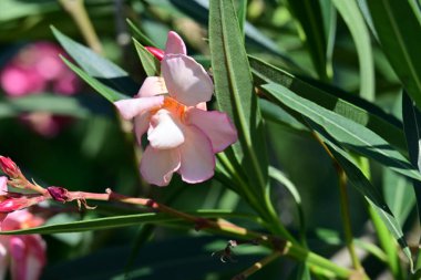 Bahçedeki pembe çiçekleri kapat.